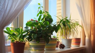 Photo of باورهای غلط: بخش اول-گیاهان آپارتمانی هوای خانه را تمیز نمی‌کنند!