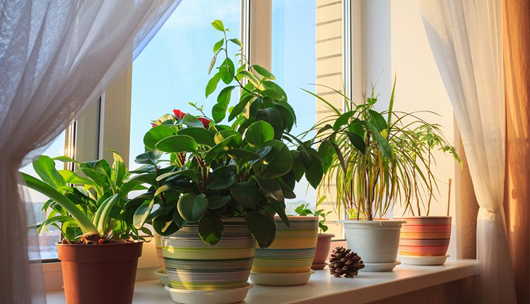 باورهای غلط: بخش اول-گیاهان آپارتمانی هوای خانه را تمیز نمی‌کنند!