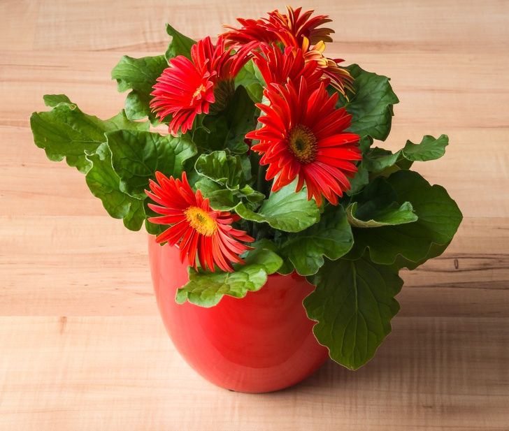 15 گل‌ آپارتمانی مفید برای سلامت و اثرات معجزه‌آسای آنها!