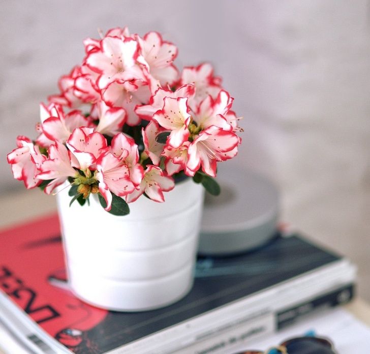 15 گل‌ آپارتمانی مفید برای سلامت و اثرات معجزه‌آسای آنها!