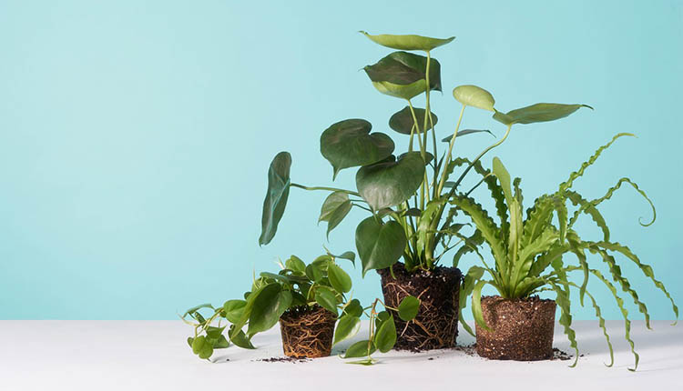 15 گیاه آپارتمانی مفید برای سلامت و اثرات معجزه‌آسای آنها!
