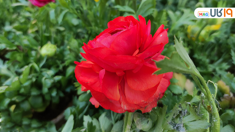 گوشی میان رده خوب از نظر عکاسی