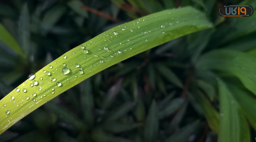 نقد و بررسی S23 Ultra از نظر عکاسی ماکرو