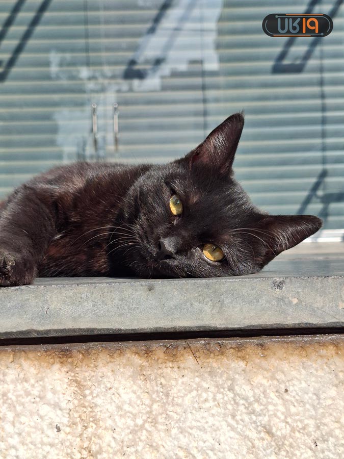 بررسی a56 از نظر عکاسی پرتره